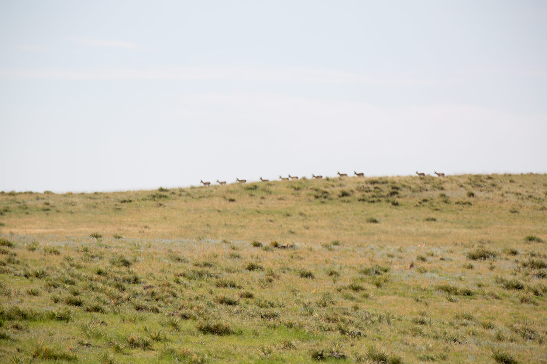 South Comanche Ranch property picture 166 of 220