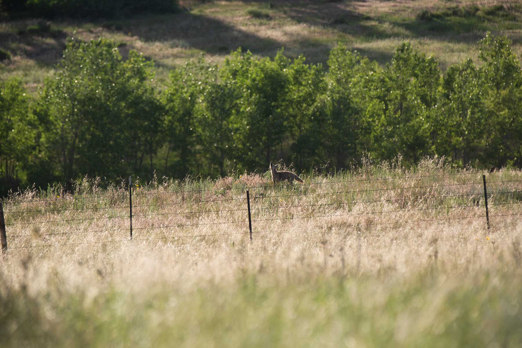 South Comanche Ranch property picture 87 of 220