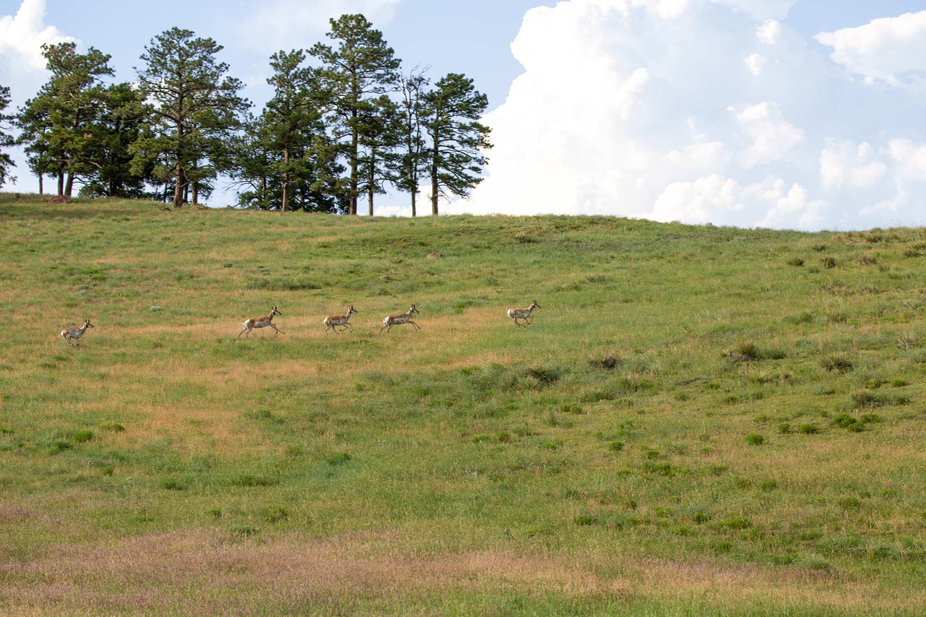 South Comanche Ranch property picture 40 of 220