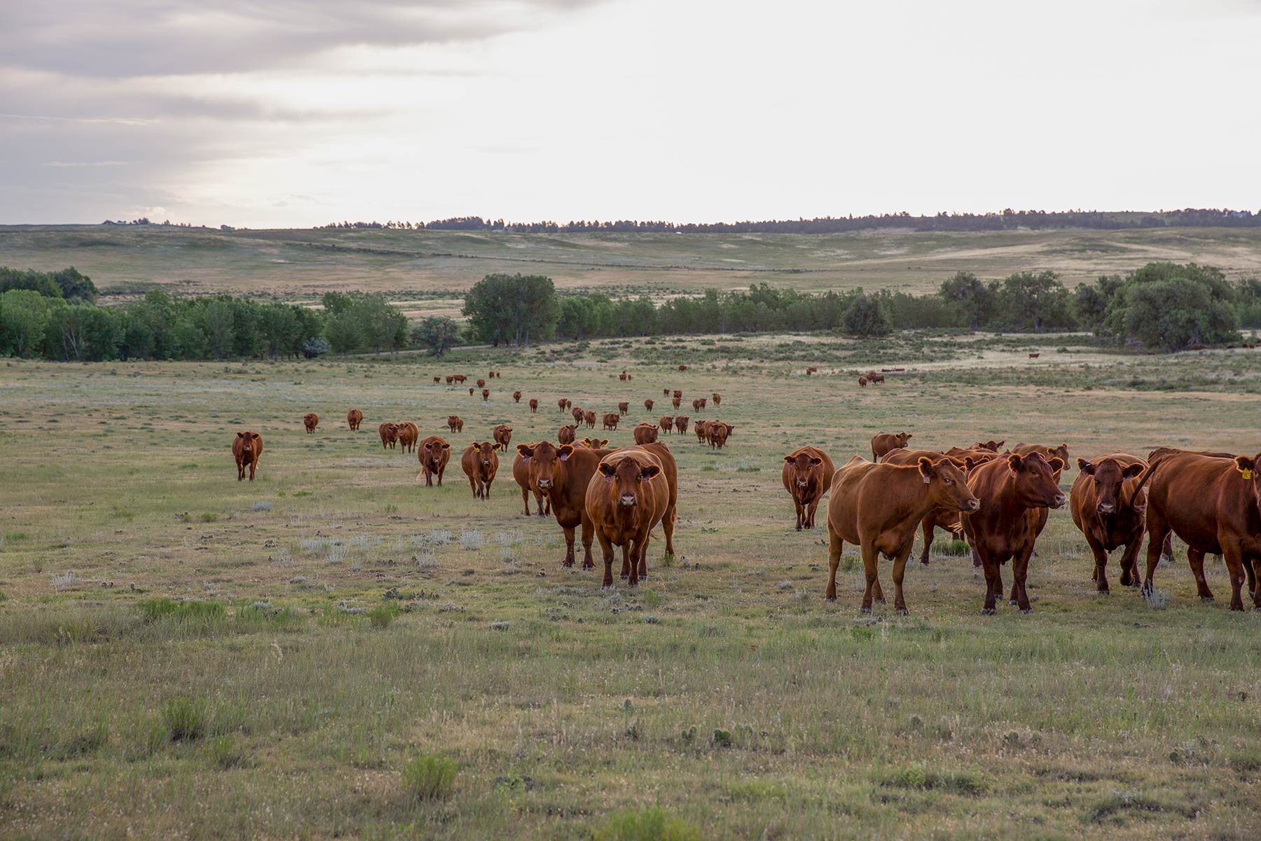 South Comanche Ranch property picture 149 of 220