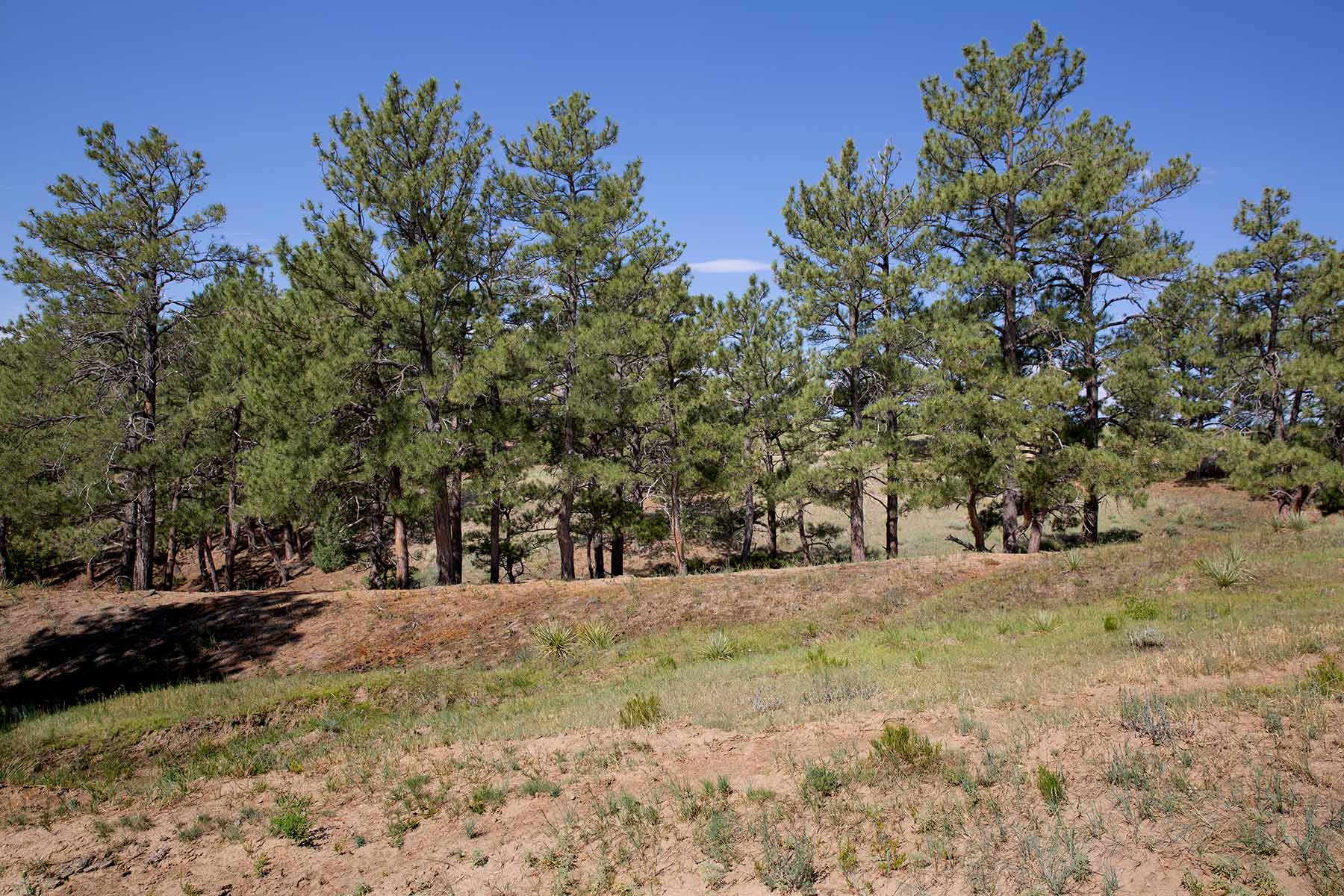 South Comanche Ranch property picture 162 of 220