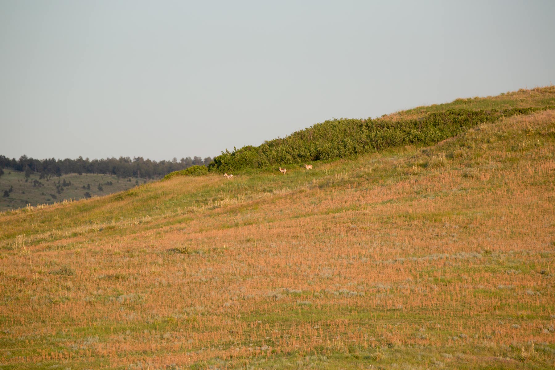 South Comanche Ranch property picture 99 of 220