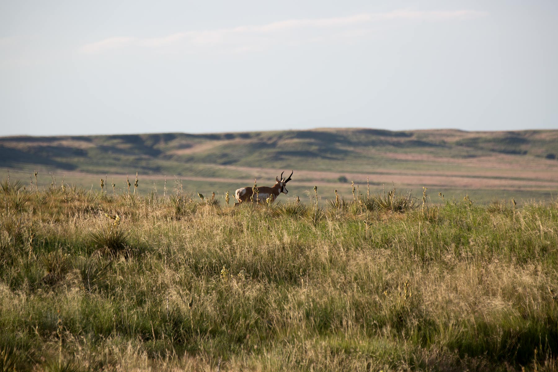 South Comanche Ranch property picture 83 of 220
