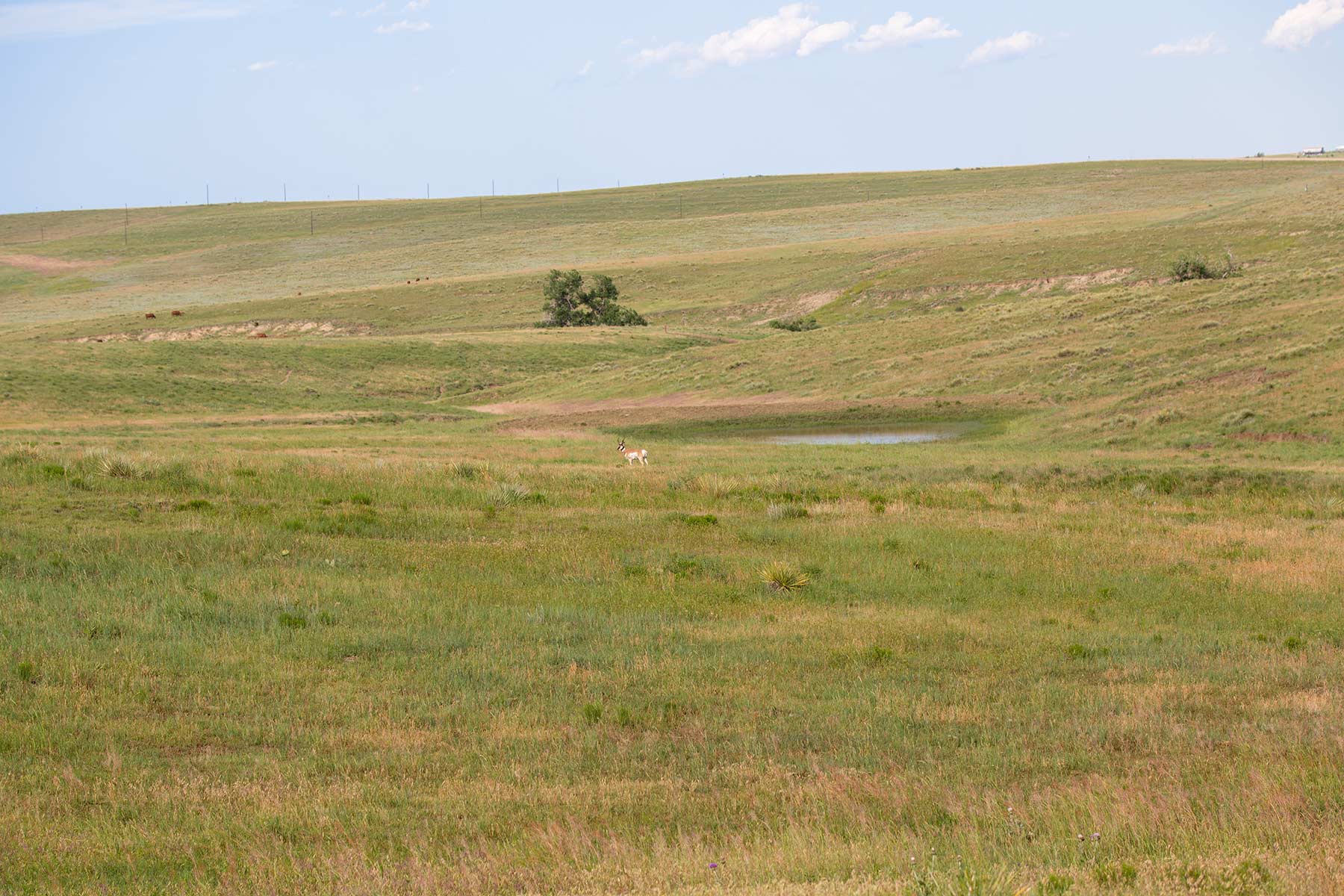 South Comanche Ranch property picture 43 of 220