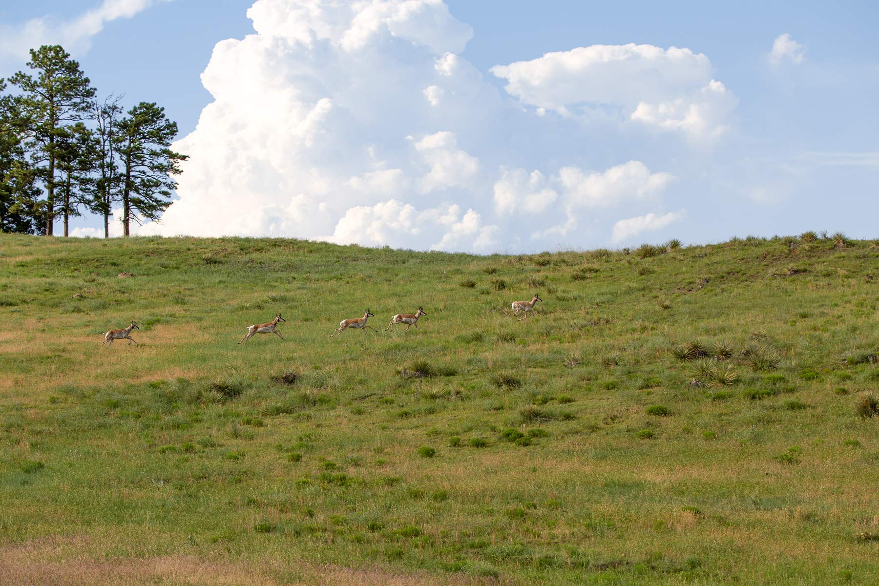 South Comanche Ranch property picture 41 of 220
