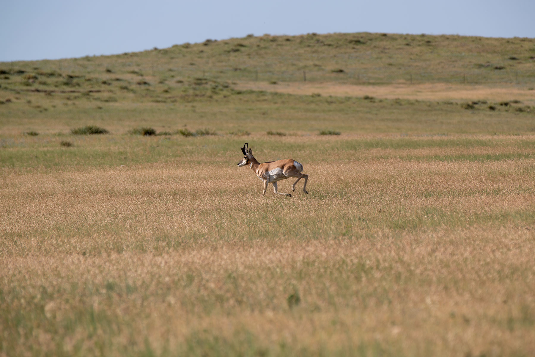 South Comanche Ranch property picture 153 of 220