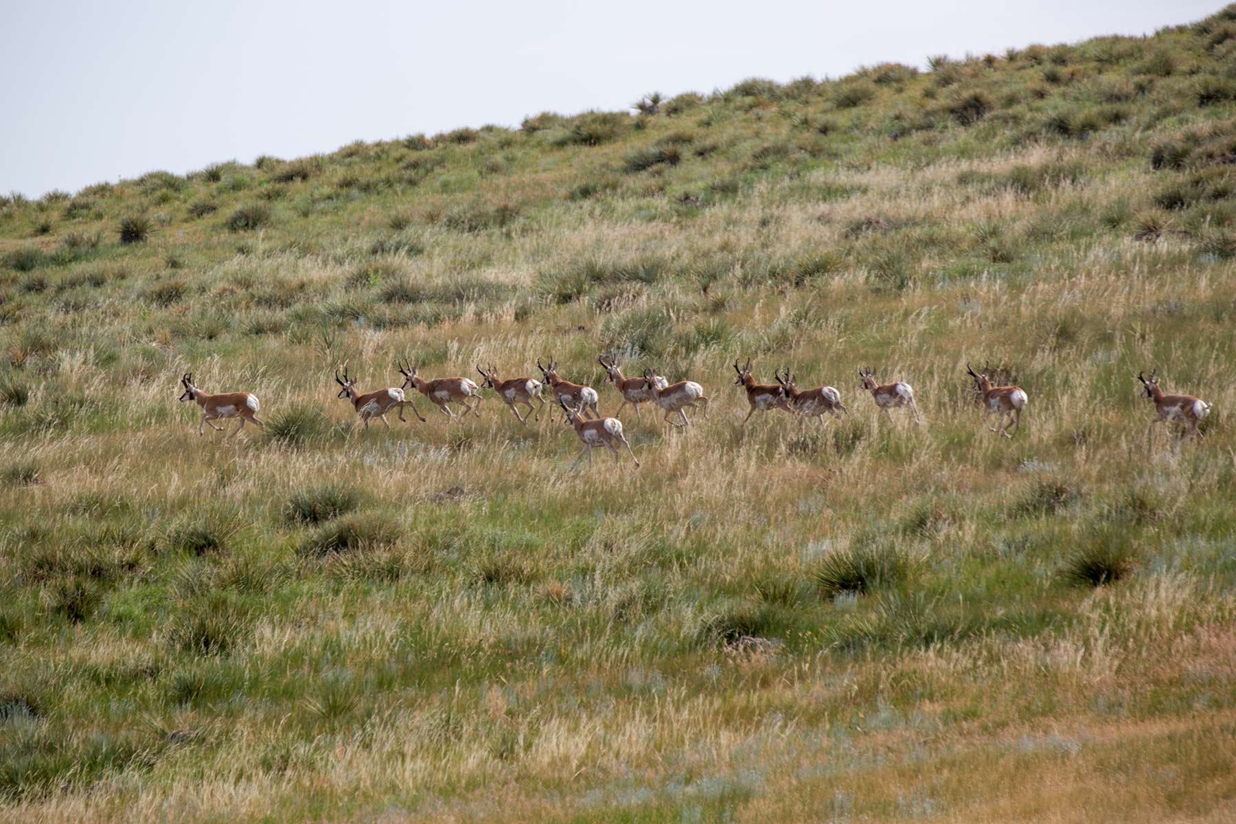 South Comanche Ranch property picture 3 of 220