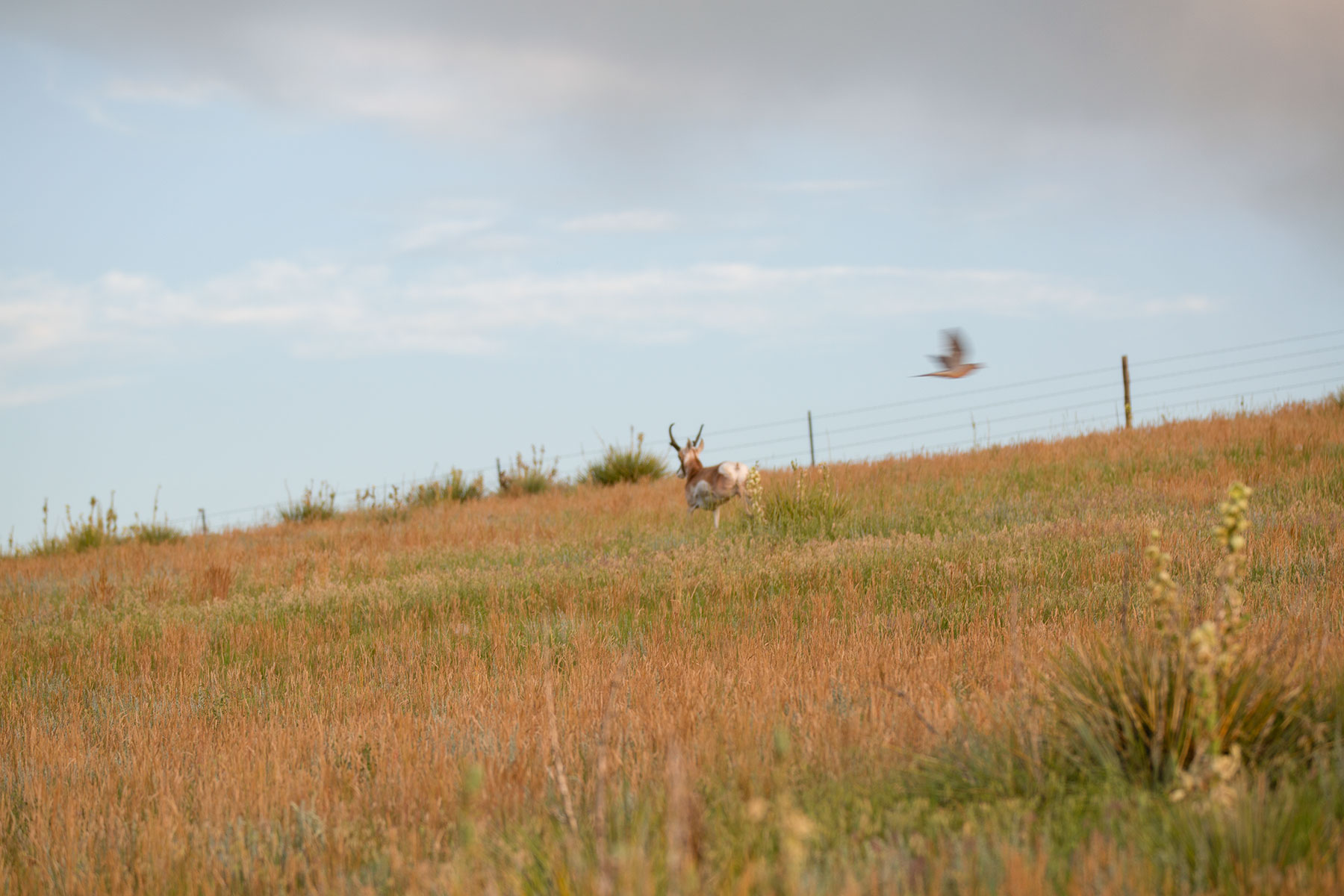 South Comanche Ranch property picture 103 of 220