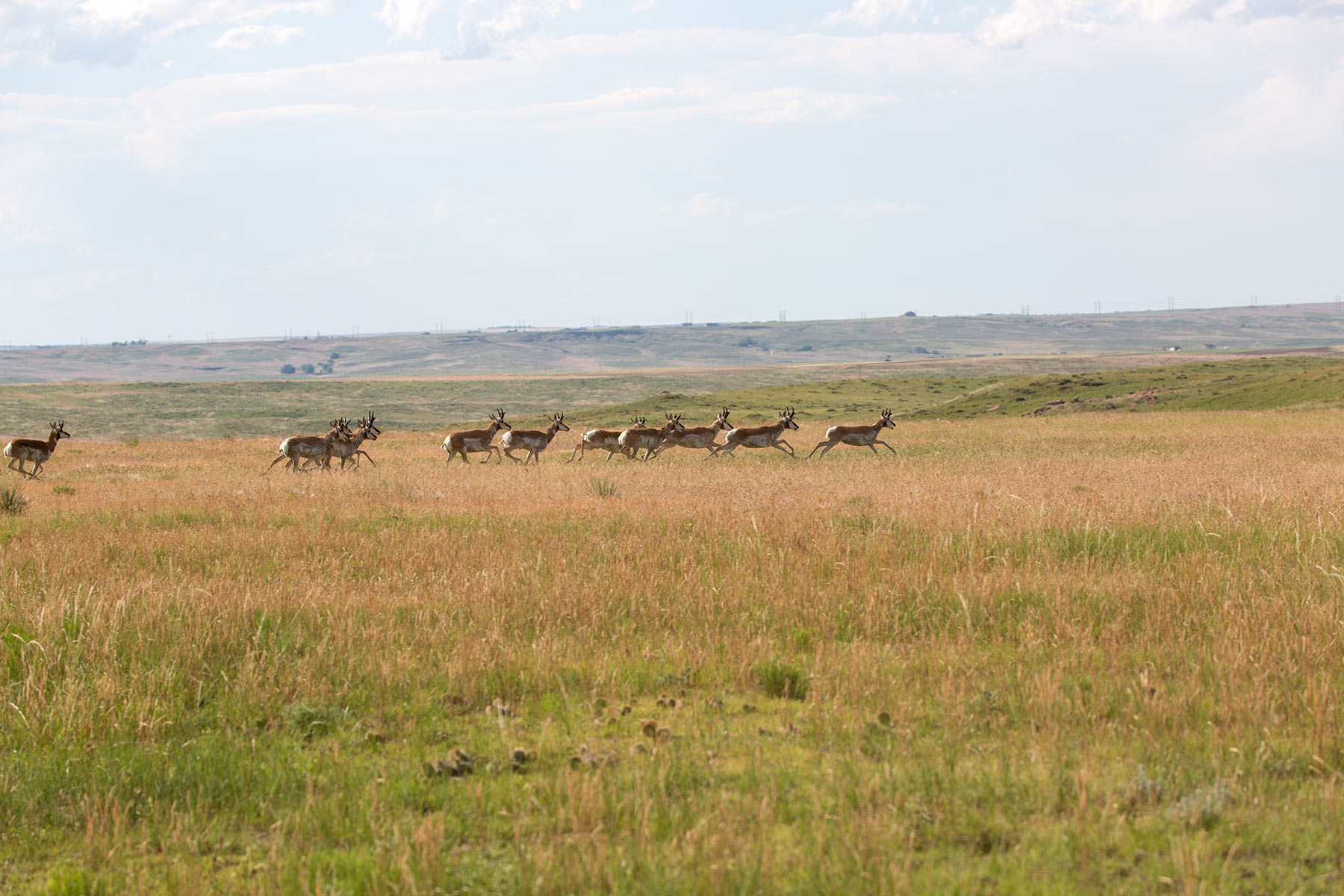 South Comanche Ranch property picture 46 of 220