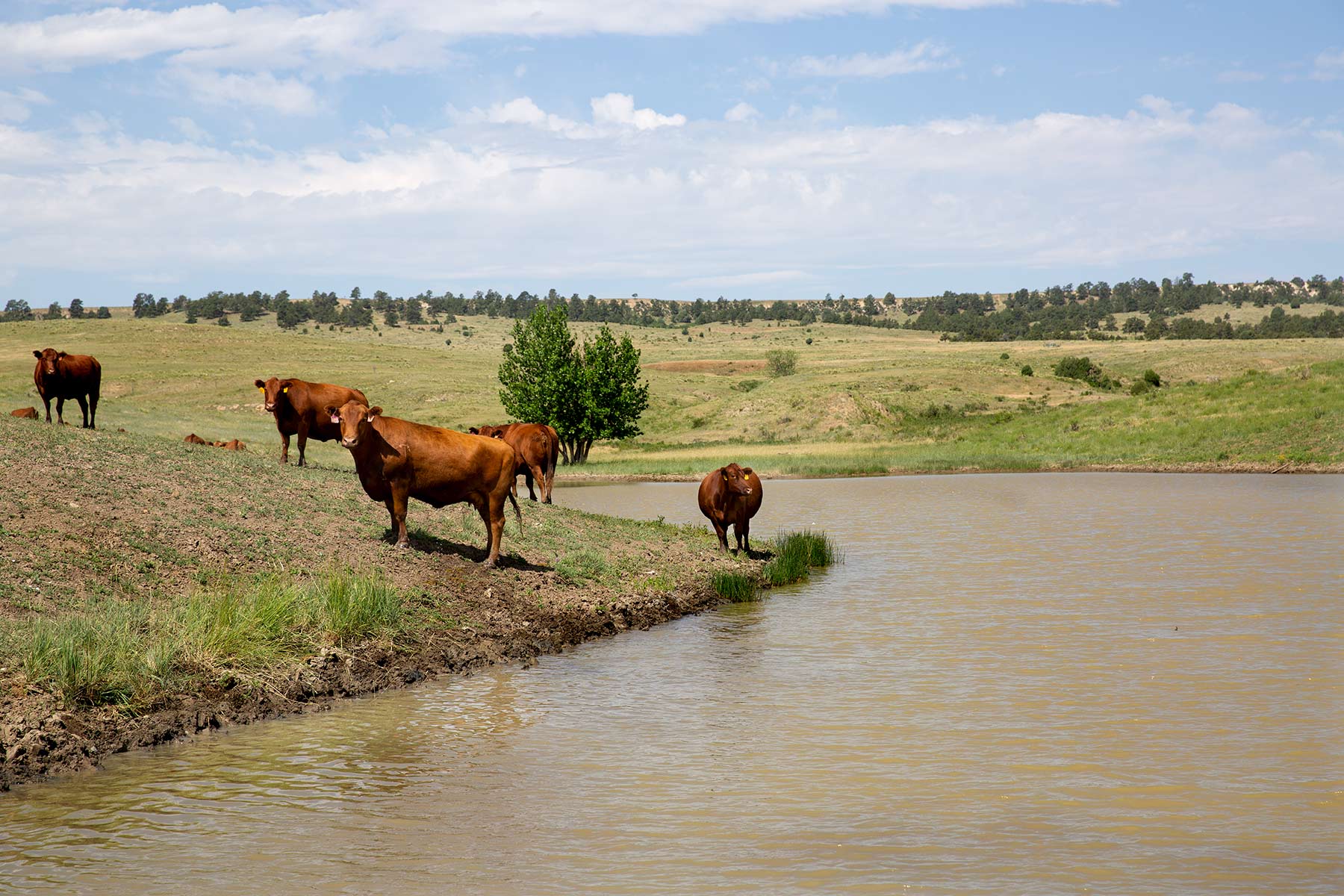 South Comanche Ranch property picture 5 of 220