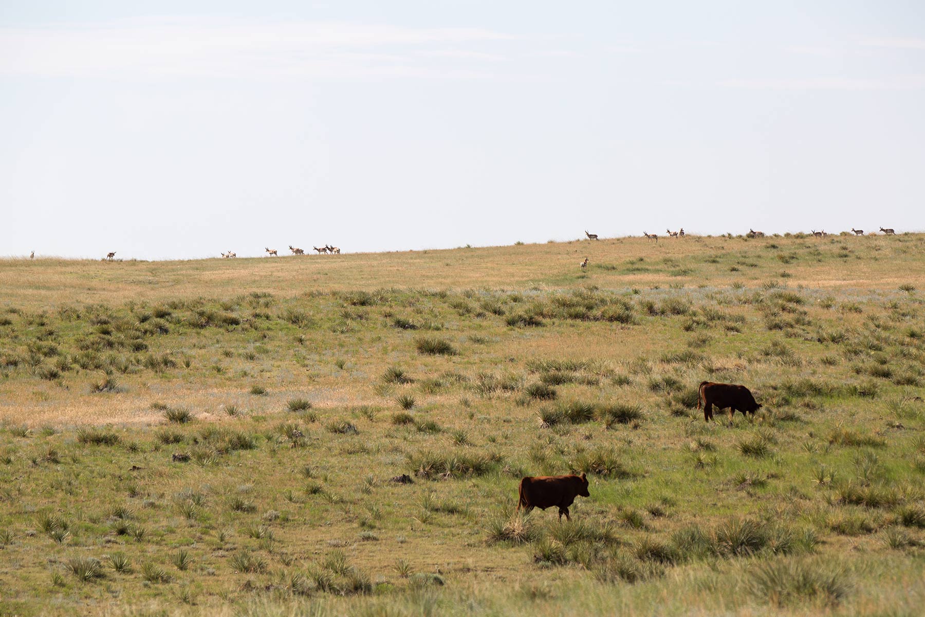 South Comanche Ranch property picture 170 of 220