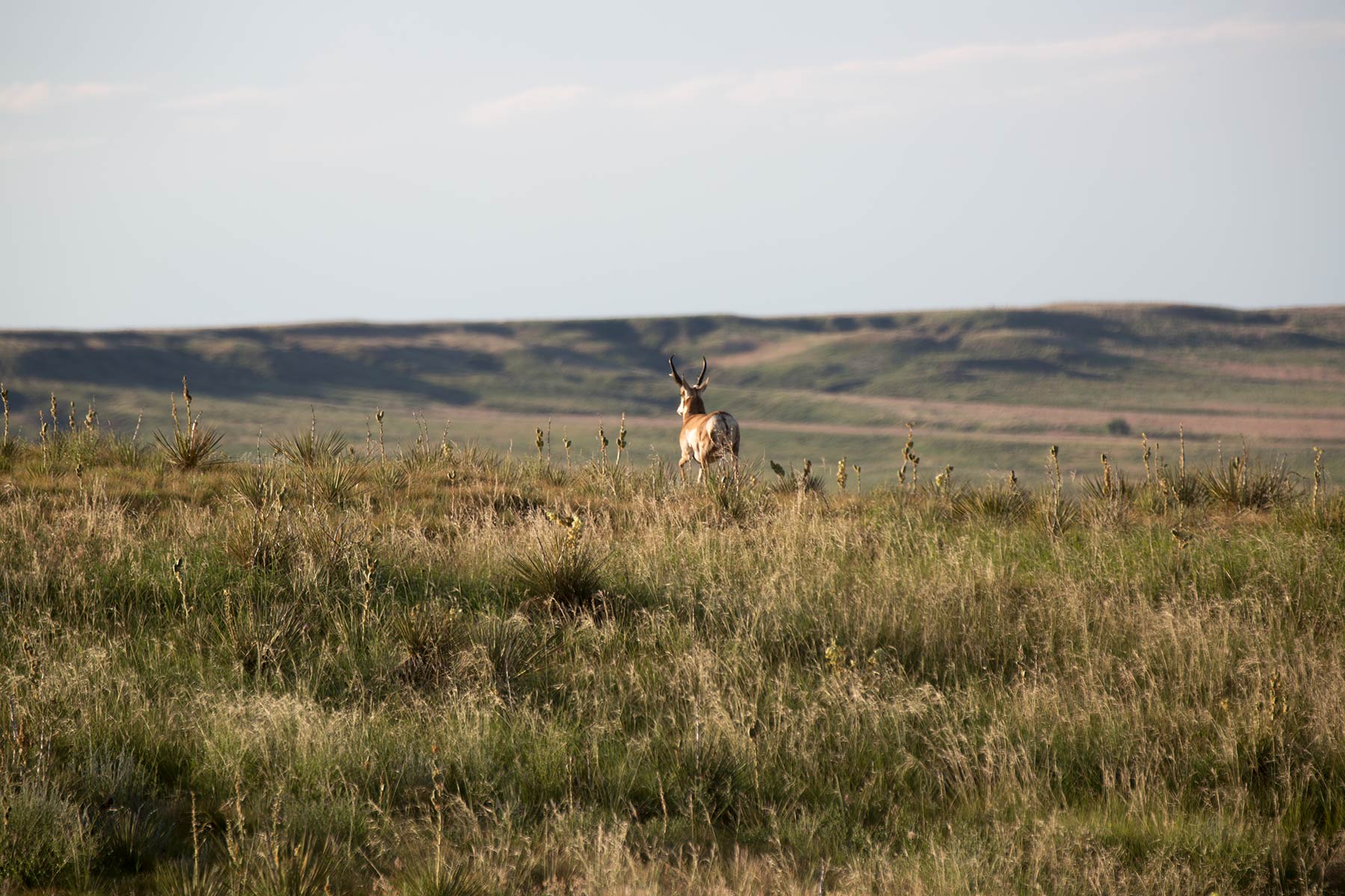 South Comanche Ranch property picture 80 of 220