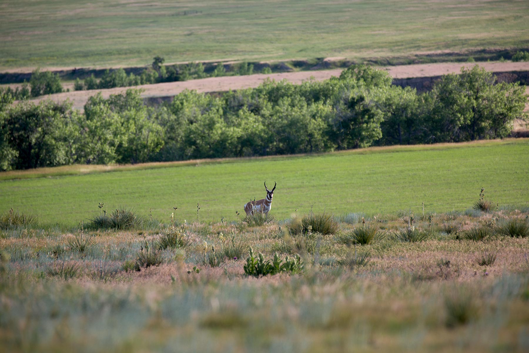 South Comanche Ranch property picture 75 of 220