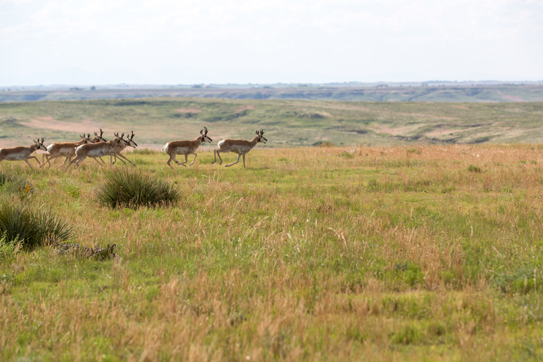 South Comanche Ranch property picture 45 of 220