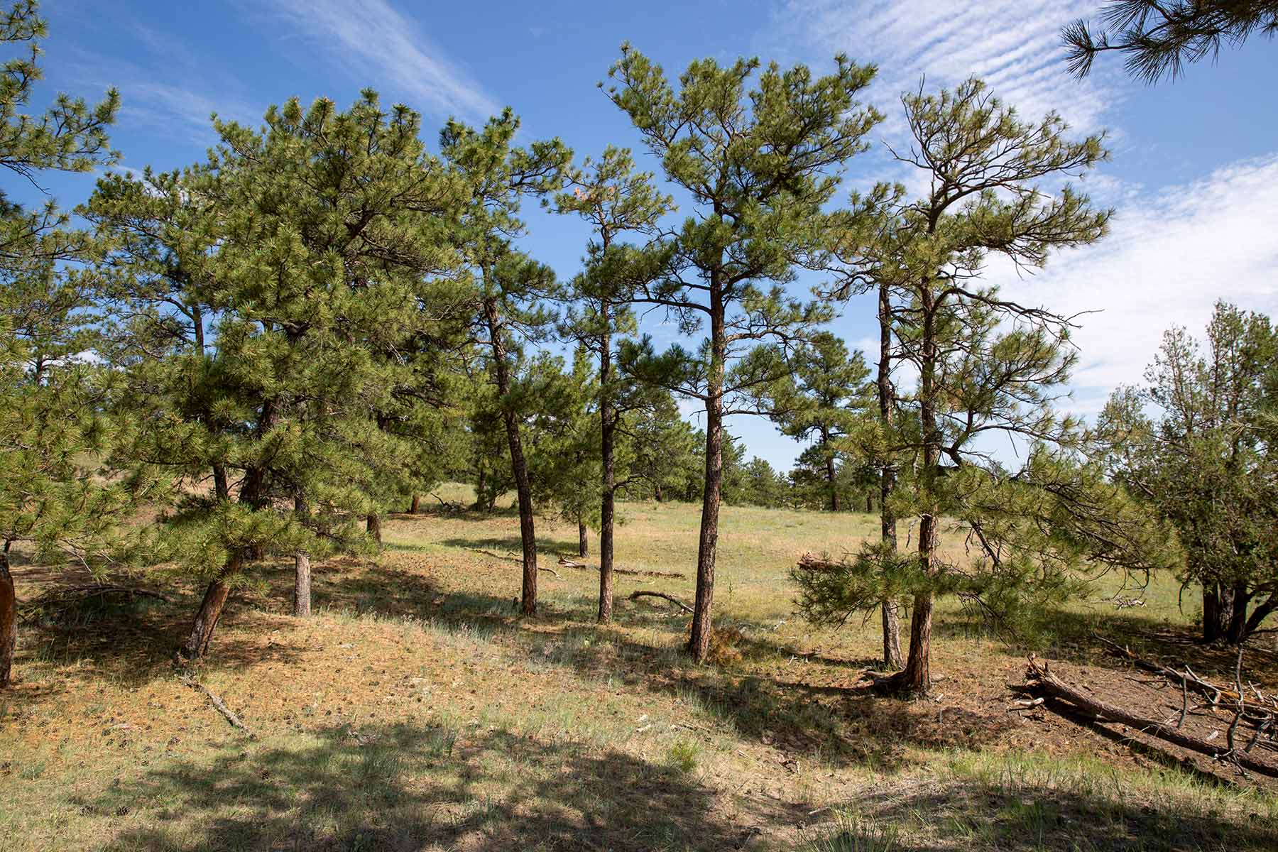 South Comanche Ranch property picture 167 of 220