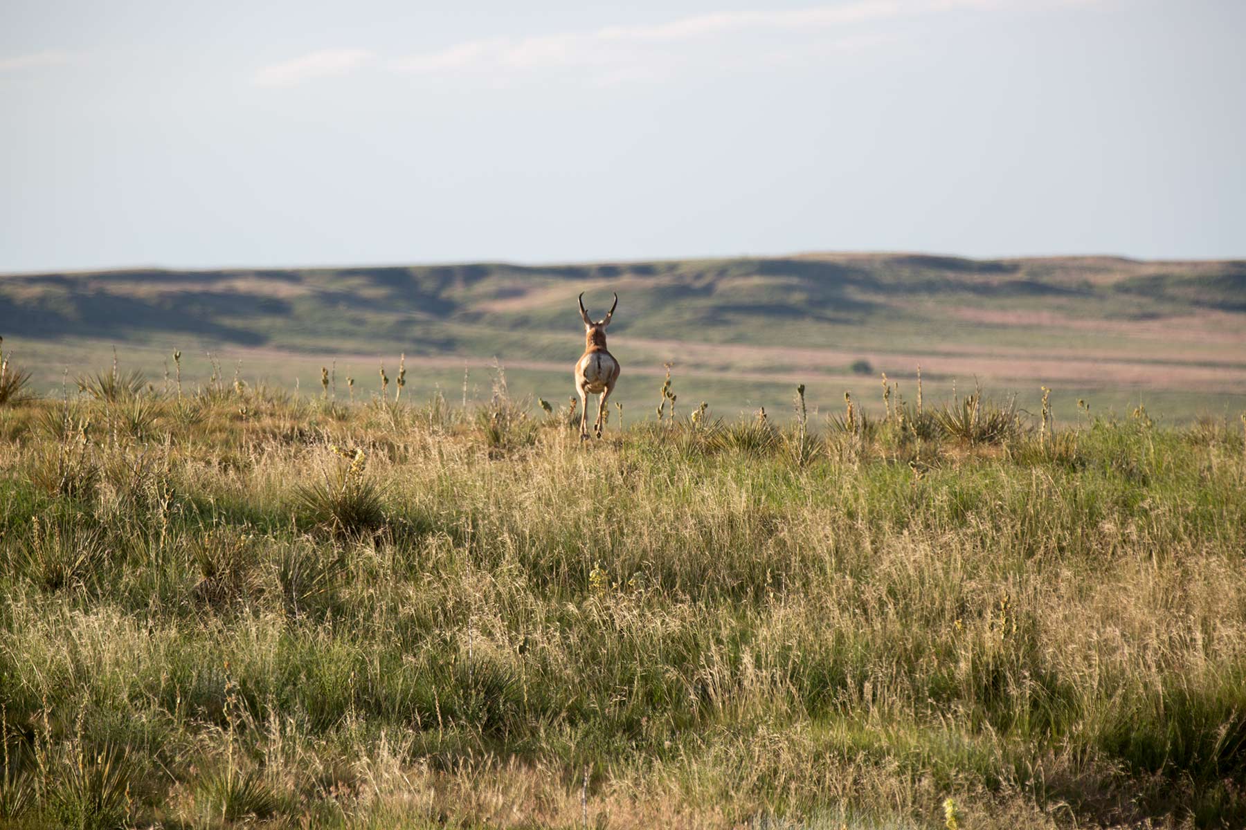 South Comanche Ranch property picture 79 of 220