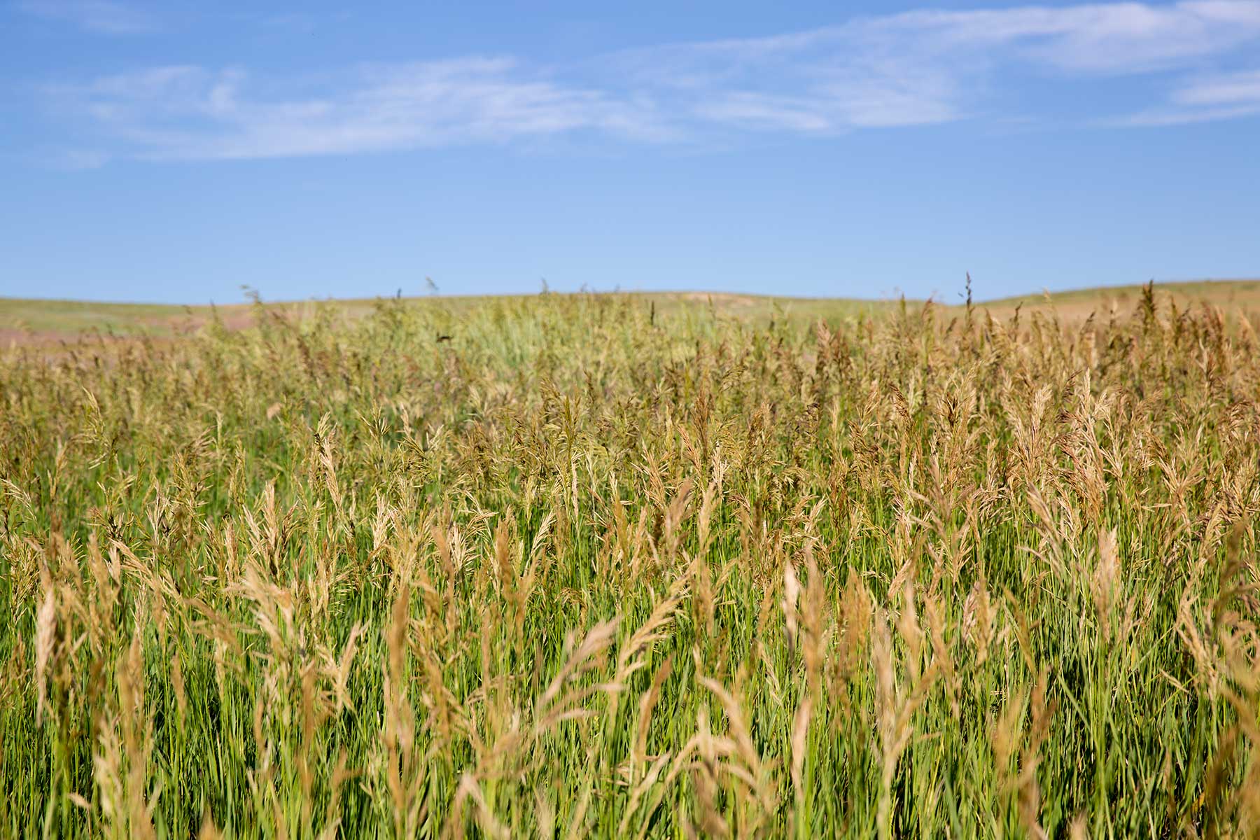 South Comanche Ranch property picture 64 of 220
