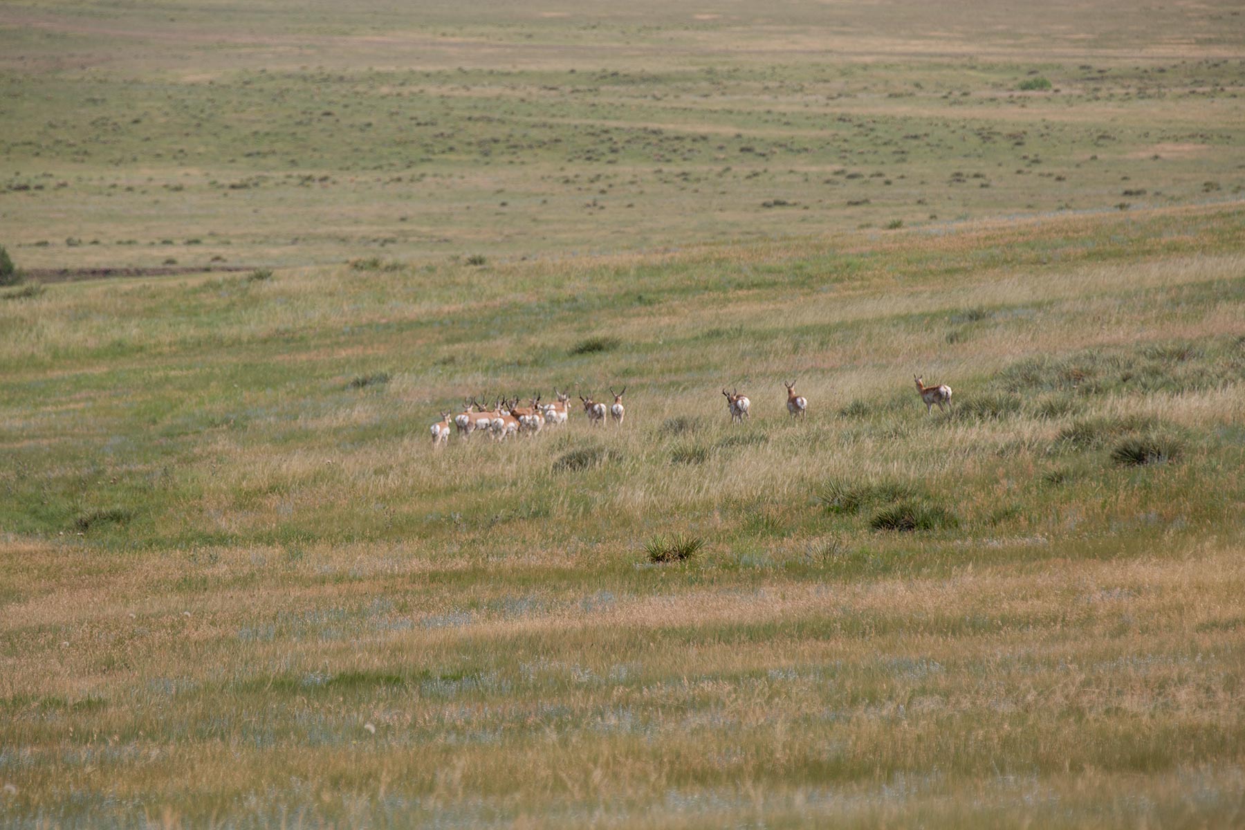 South Comanche Ranch property picture 180 of 220