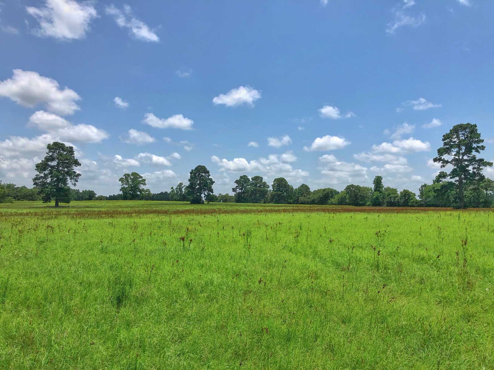 Spring Branch Ranch property picture 23 of 40