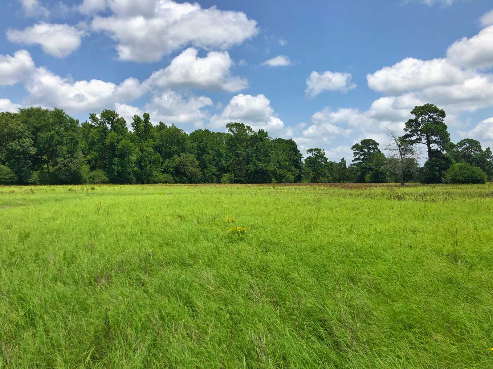 Spring Branch Ranch property picture 24 of 40