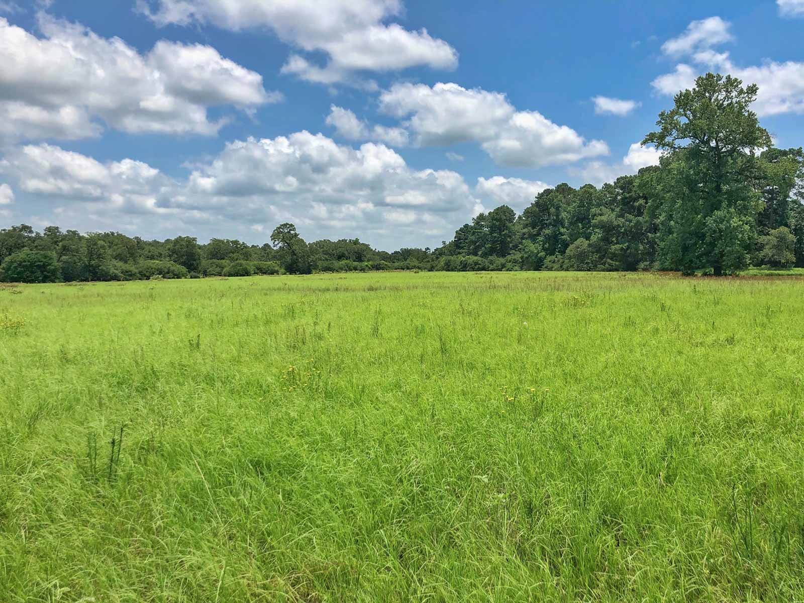 Spring Branch Ranch property picture 11 of 40