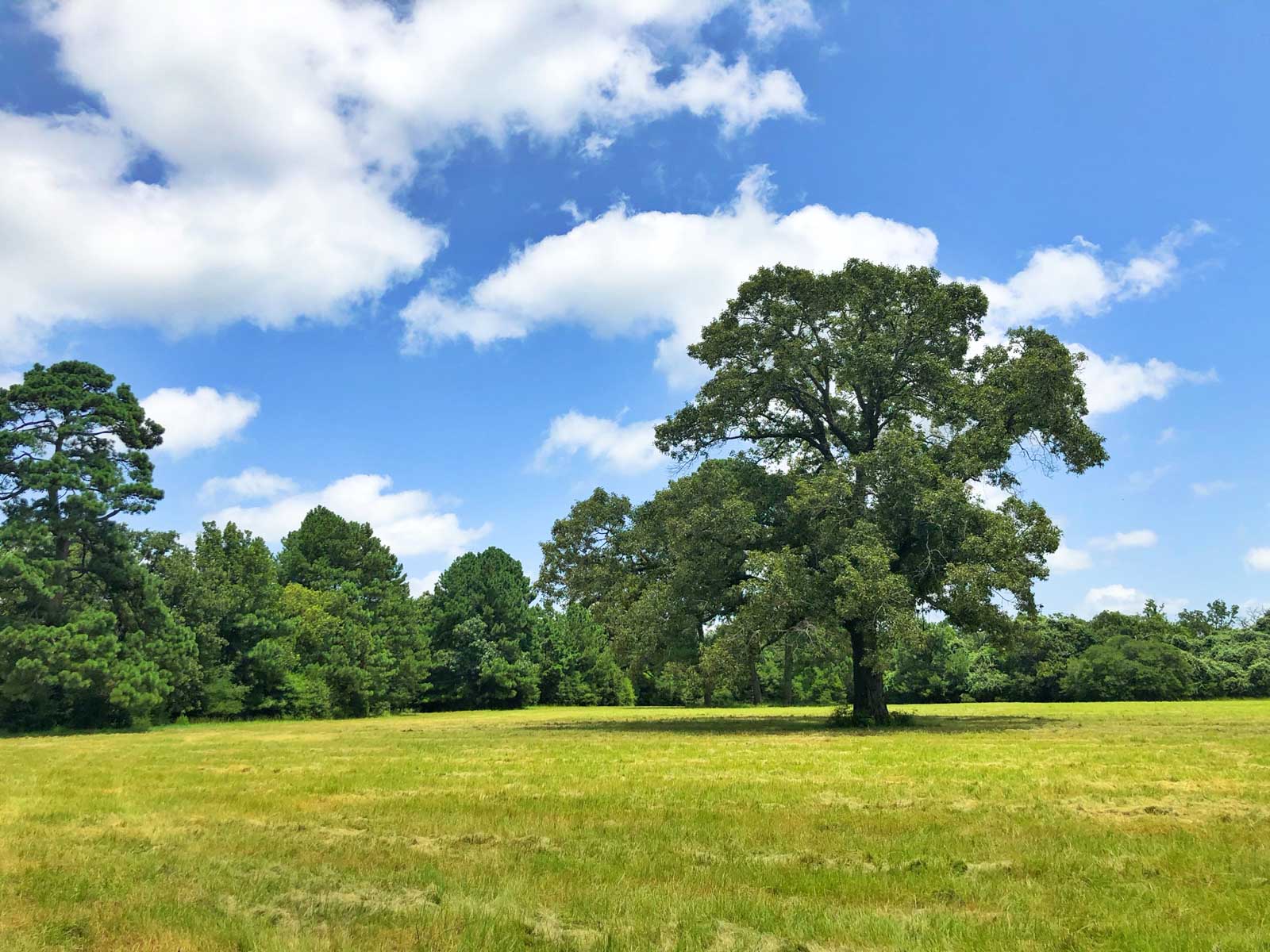 Spring Branch Ranch property picture 30 of 40