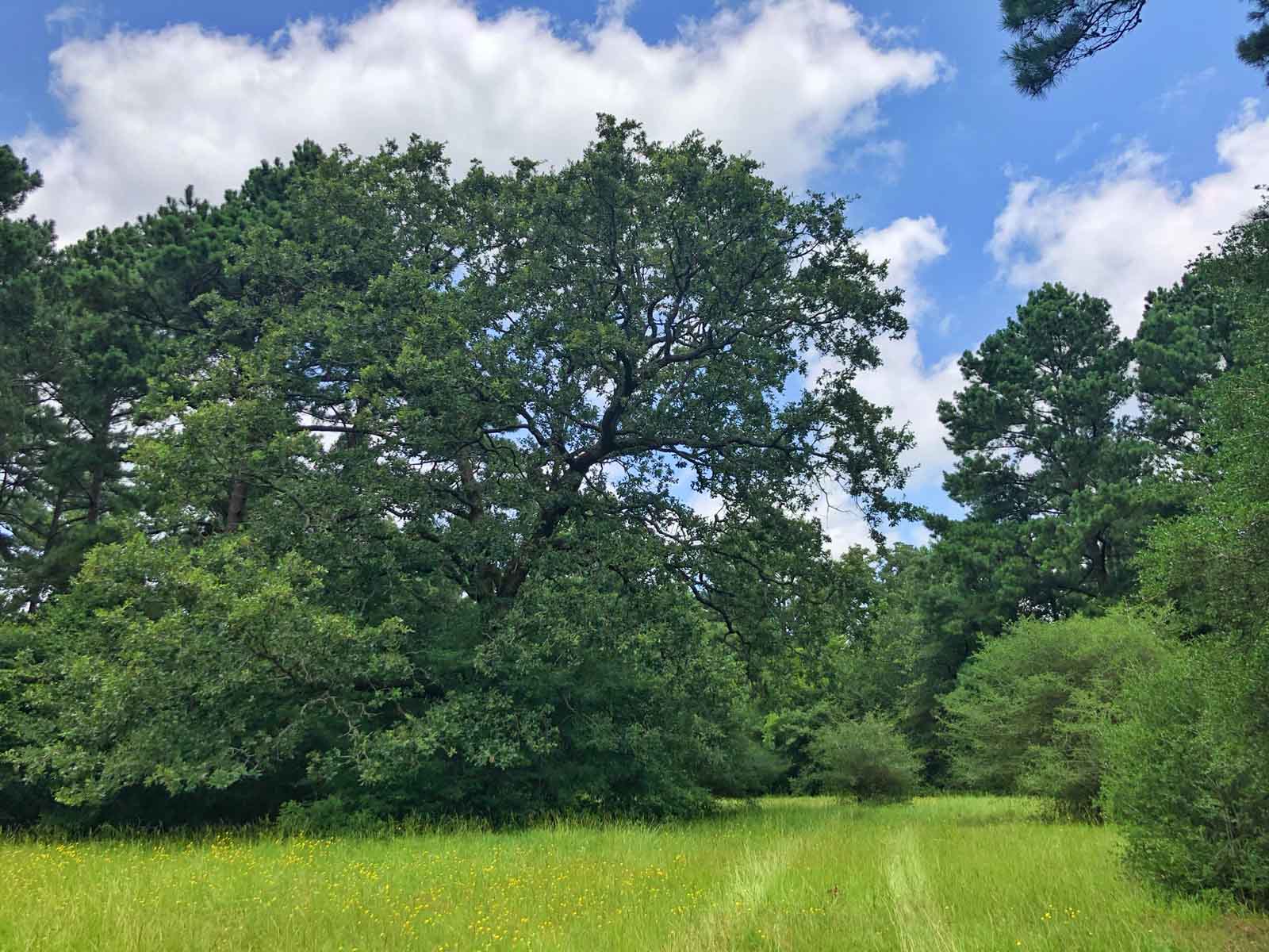 Spring Branch Ranch property picture 3 of 40