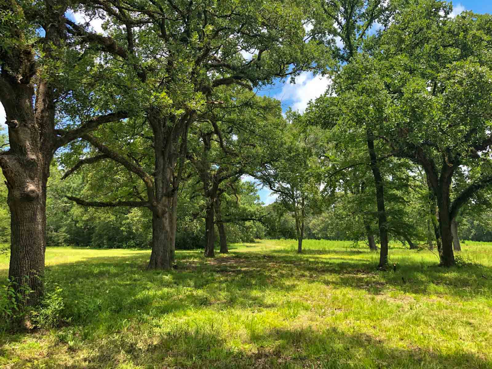 Spring Branch Ranch property picture 10 of 40