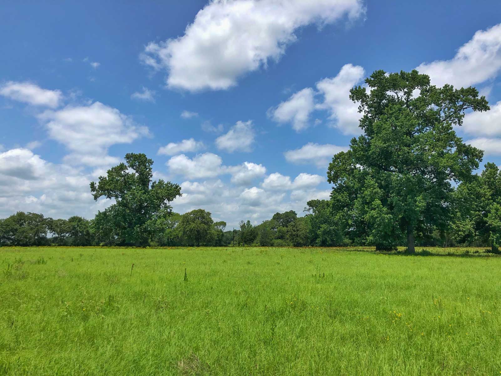 Spring Branch Ranch property picture 22 of 40