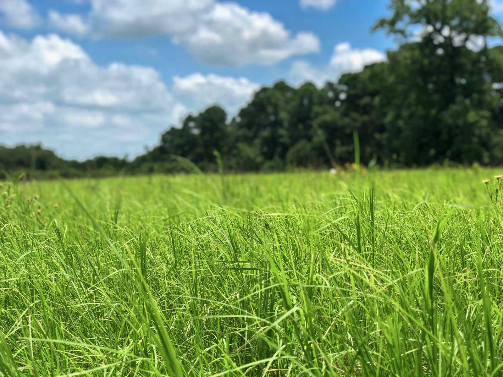 Spring Branch Ranch property picture 16 of 40