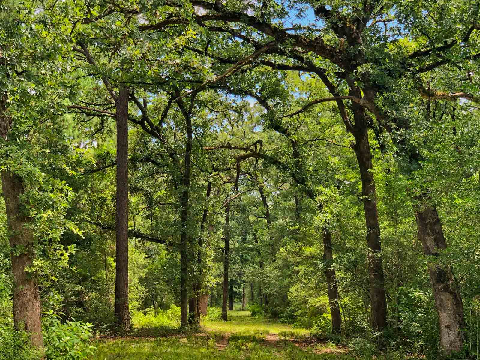 Spring Branch Ranch property picture 5 of 40