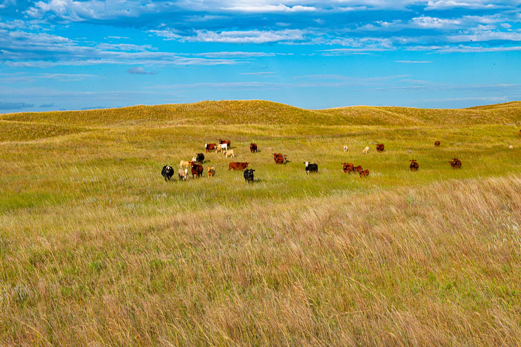 North Loup River Ranch property picture 66 of 99