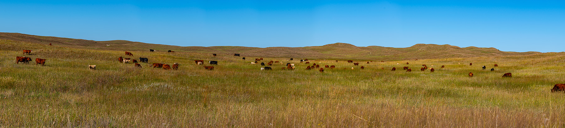 North Loup River Ranch property picture 8 of 99