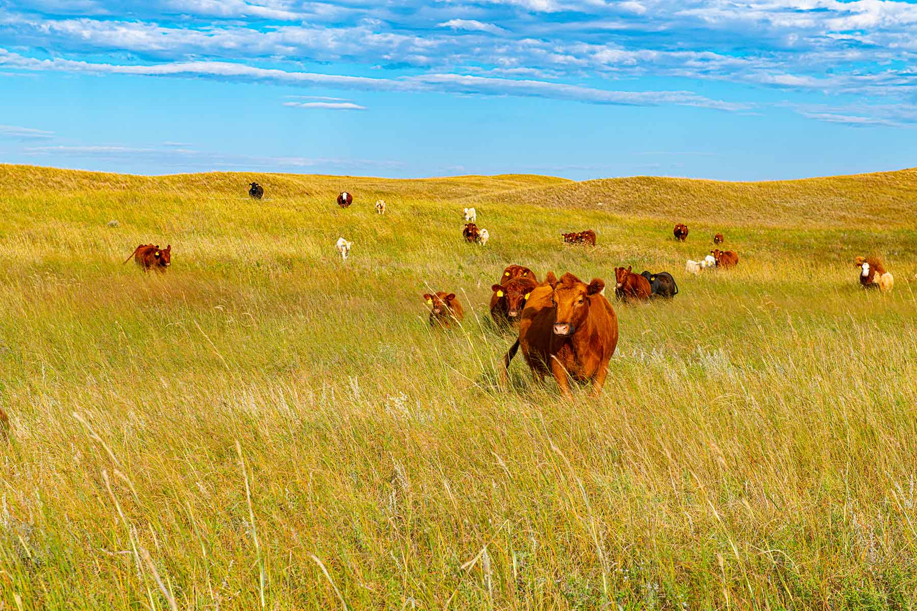 North Loup River Ranch property picture 67 of 99