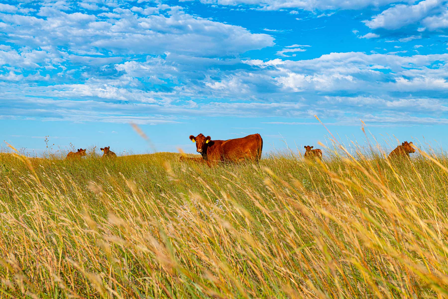 North Loup River Ranch property picture 68 of 99