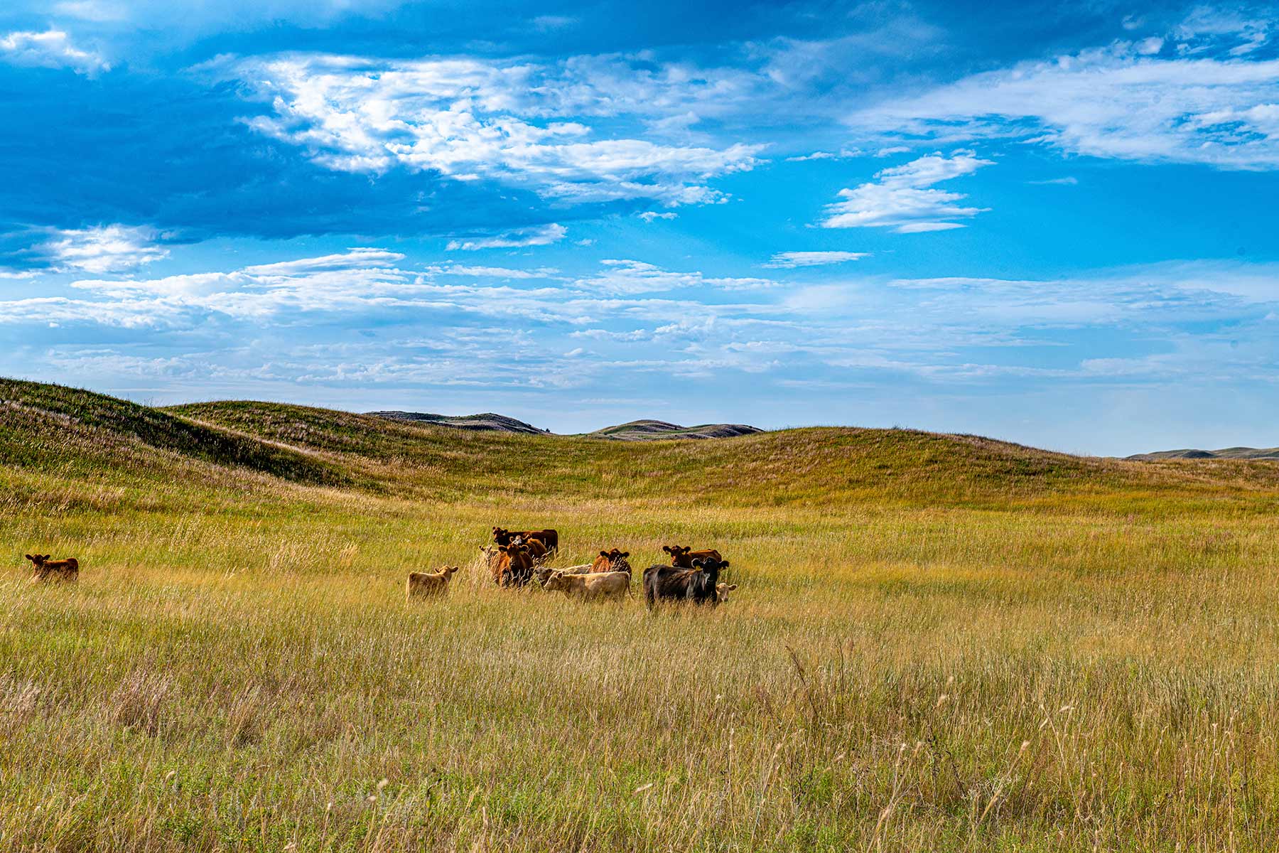 North Loup River Ranch property picture 61 of 99