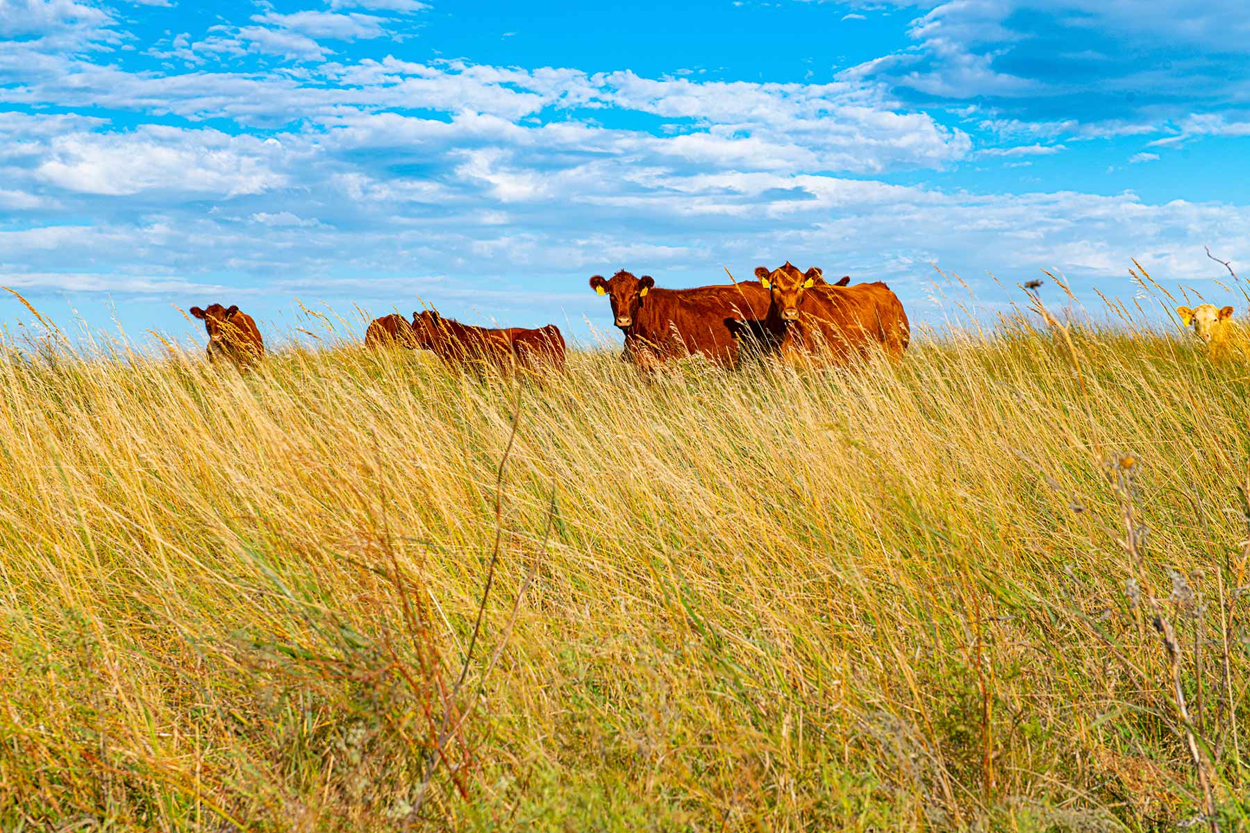 North Loup River Ranch property picture 69 of 99