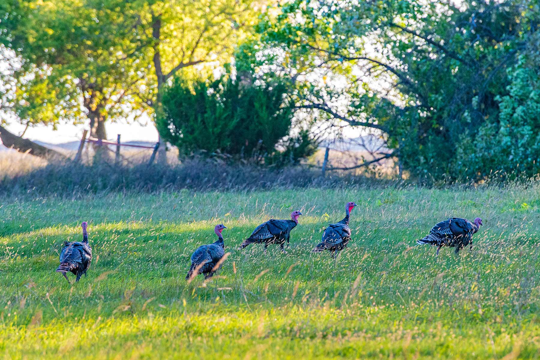 North Loup River Ranch property picture 12 of 99