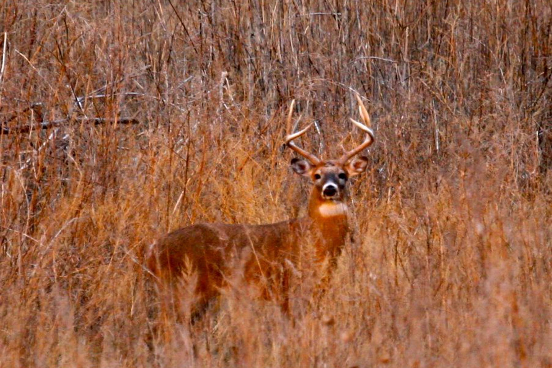 North Loup River Ranch property picture 88 of 99