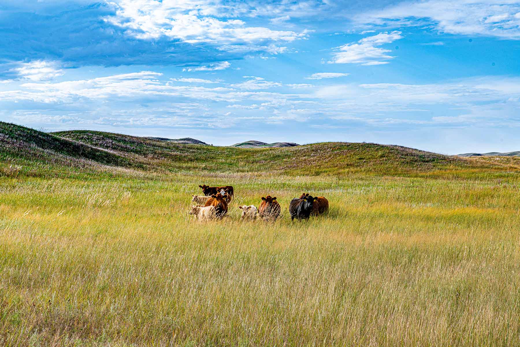 North Loup River Ranch property picture 62 of 99