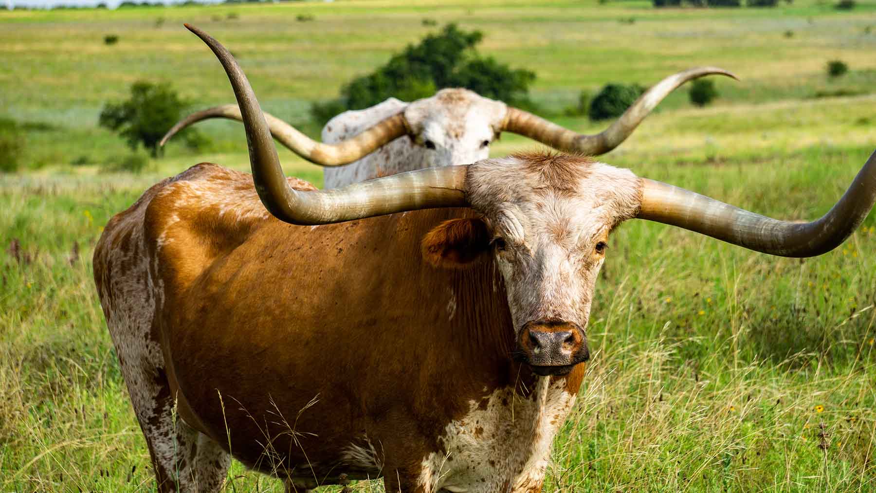 River Bluff Ranch Headquarters property picture 79 of 95