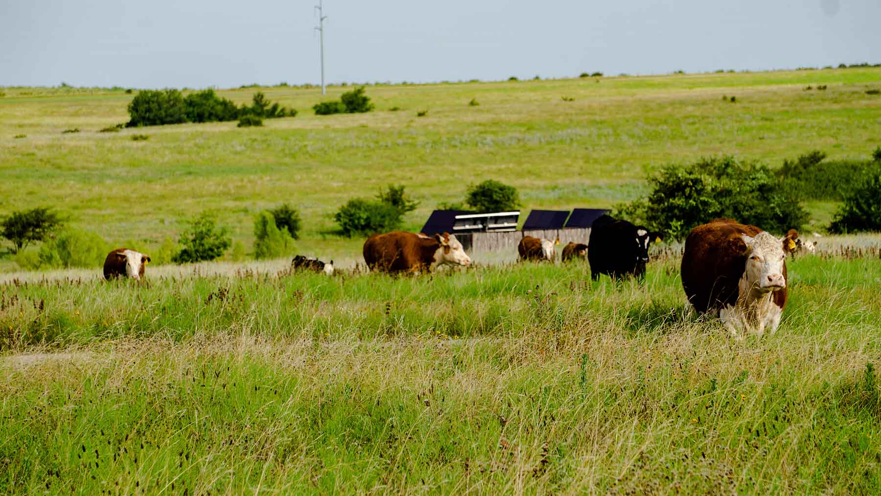 River Bluff Ranch Headquarters property picture 80 of 95