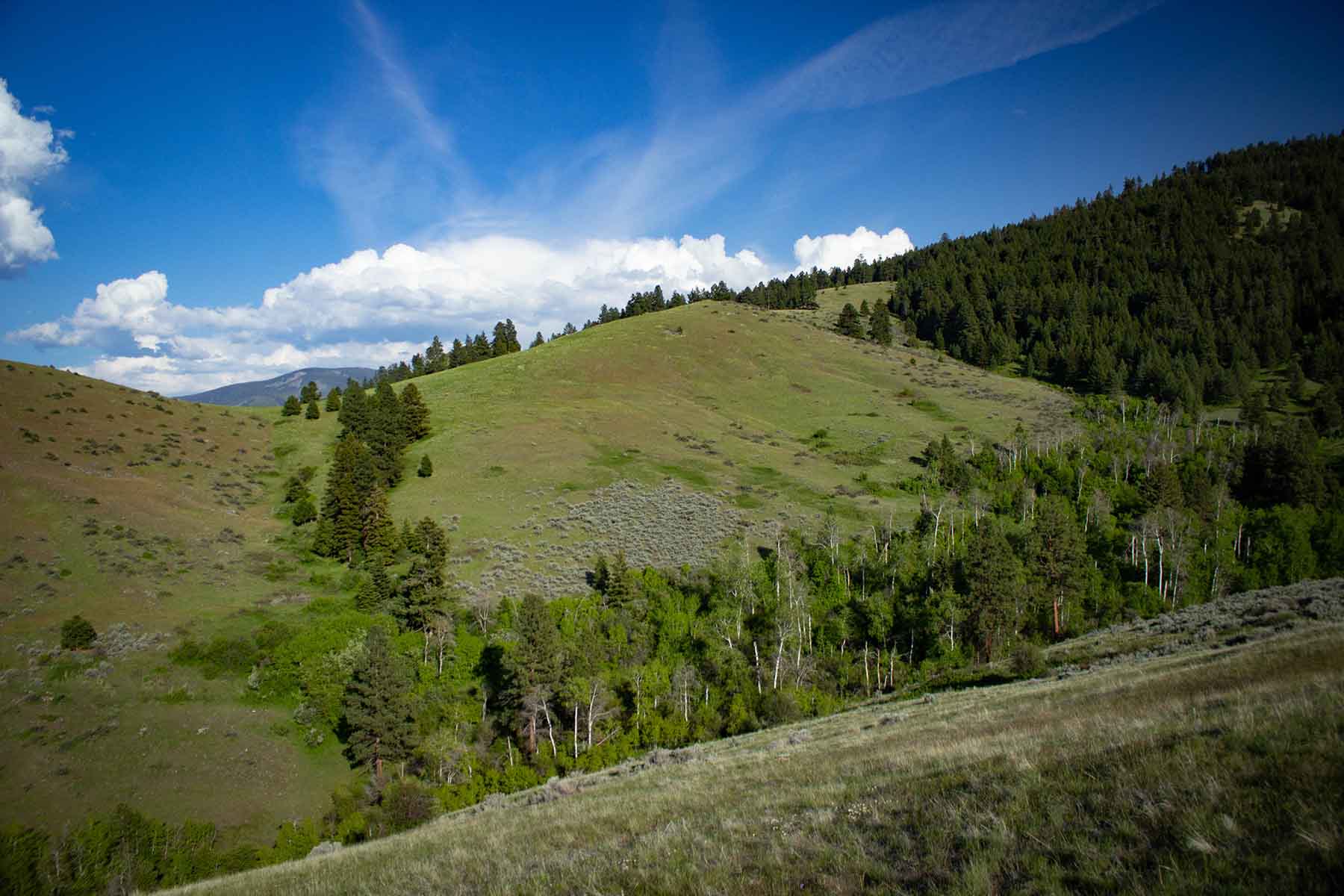 Bitterroot Elk Haven property picture 3 of 44