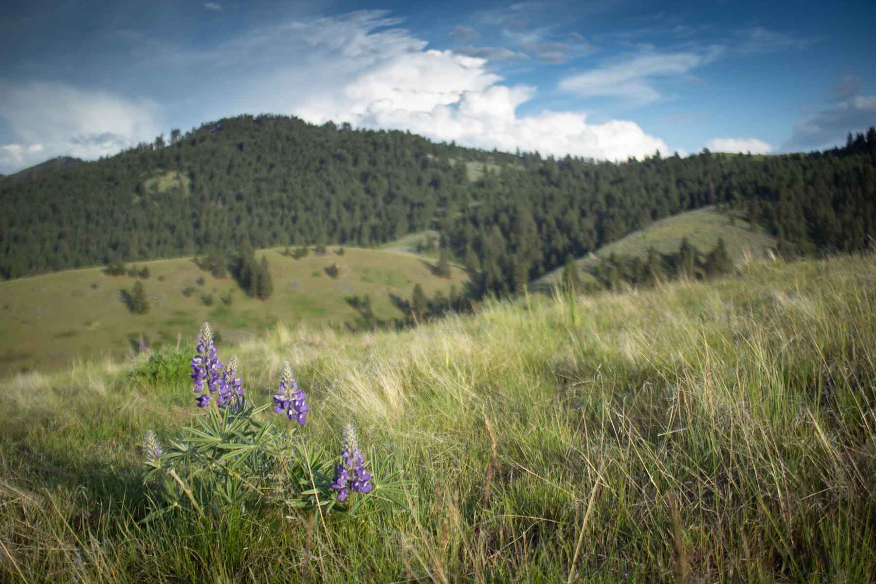 Bitterroot Elk Haven property picture 19 of 44