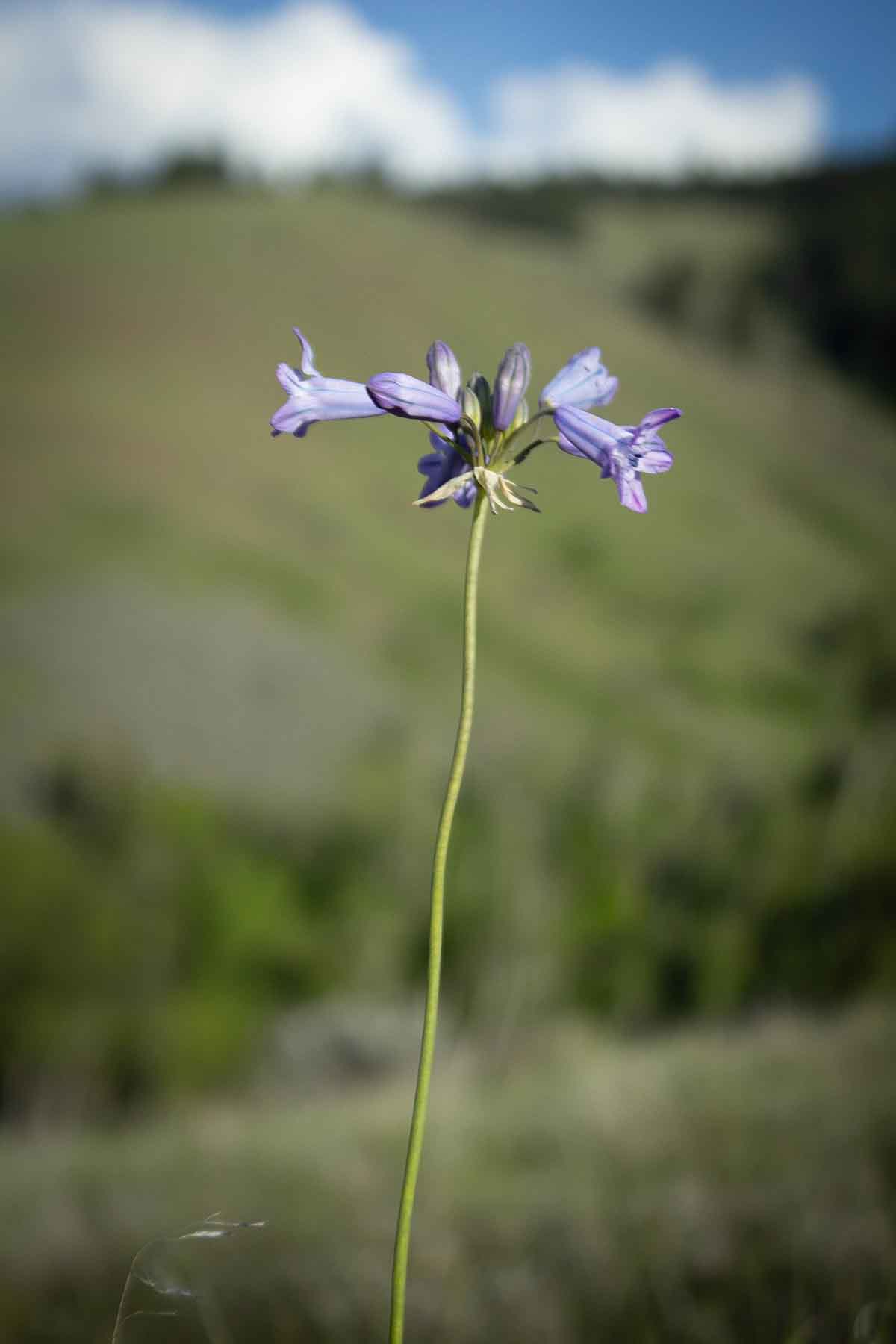 Bitterroot Elk Haven property picture 29 of 44