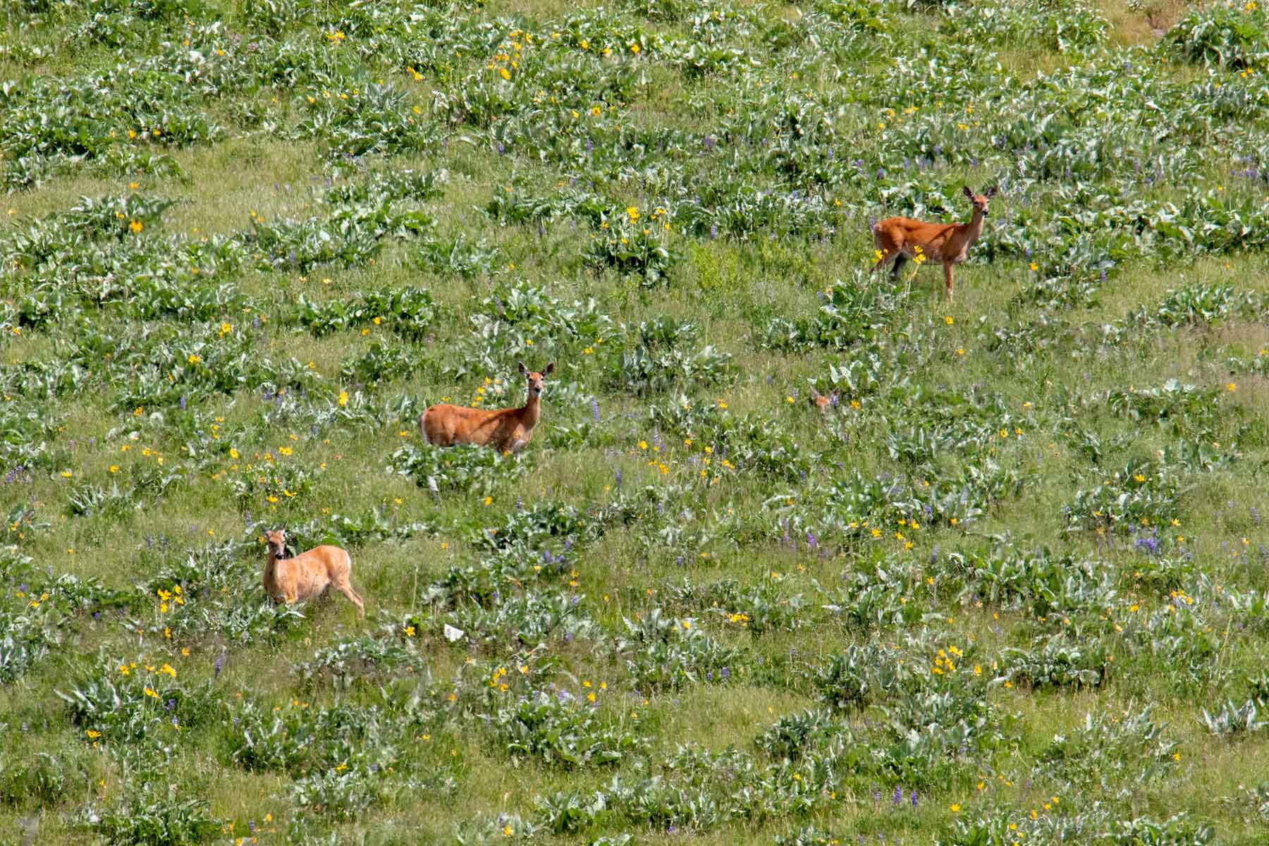 LEK Ranch property picture 24 of 46