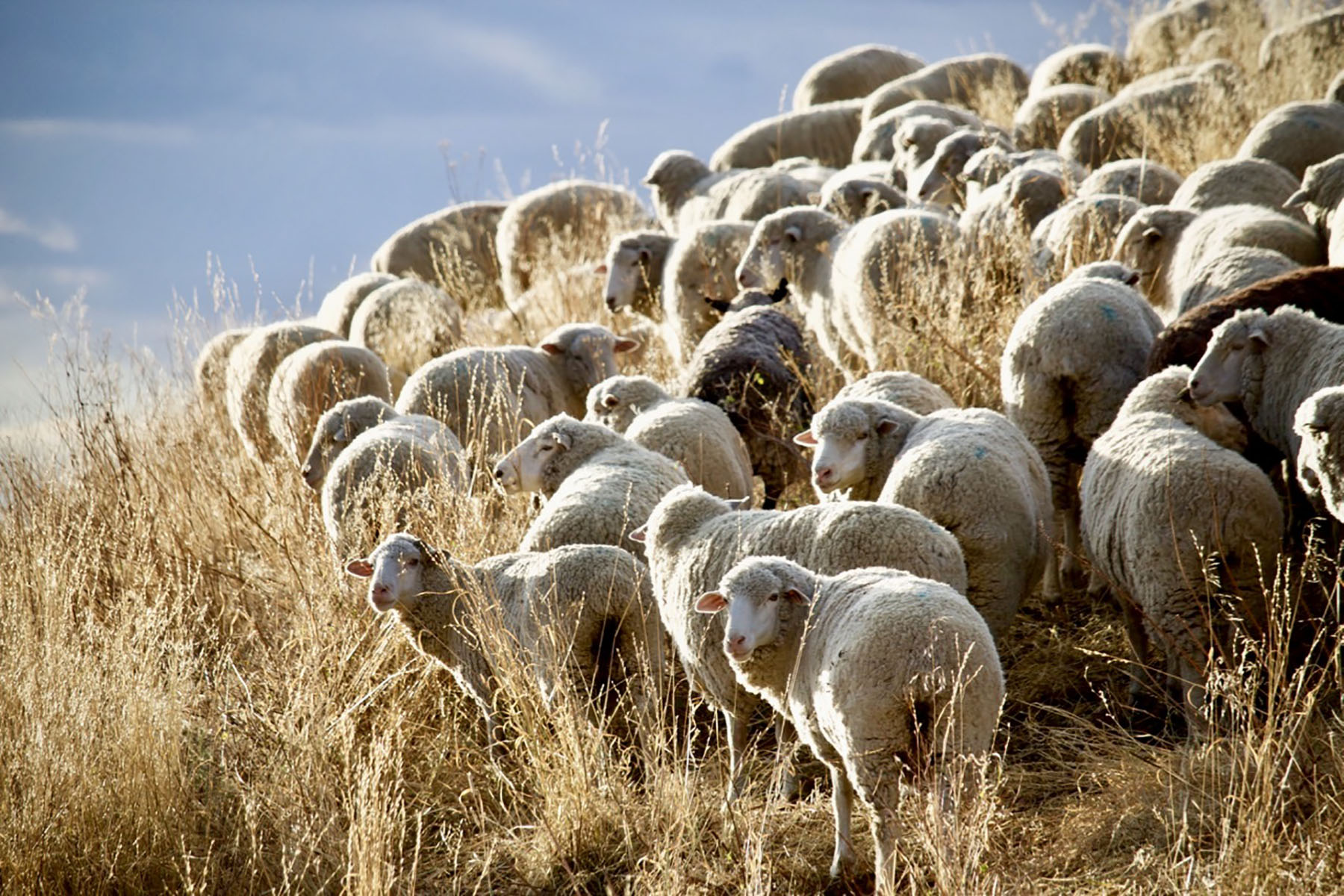 Lava Lake Ranch property picture 63 of 135