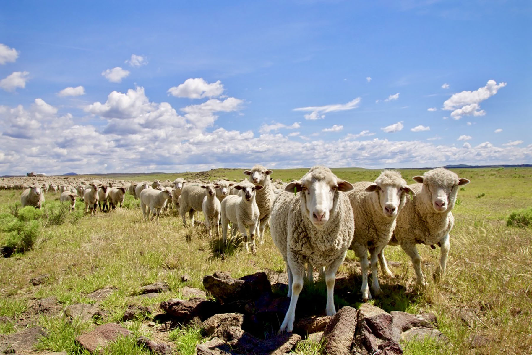 Lava Lake Ranch property picture 69 of 135