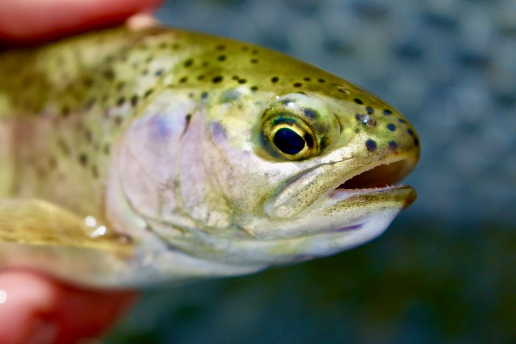 Lava Lake Ranch property picture 51 of 135