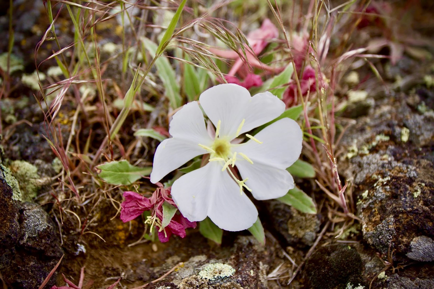 Lava Lake Ranch property picture 56 of 135